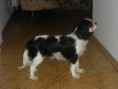 /album/fotogaleria-cavalier-king-charles-spaniel/a016-jpg/