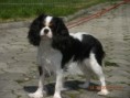 /album/fotogaleria-cavalier-king-charles-spaniel/dscn1284-jpg/