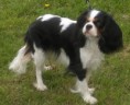 /album/fotogaleria-cavalier-king-charles-spaniel1/dscn1305-jpg/