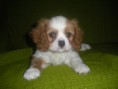 /album/fotogaleria-cavalier-king-charles-spaniel1/dscn1821-jpg/