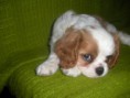 /album/fotogaleria-cavalier-king-charles-spaniel1/dscn1850-jpg/