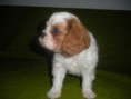 /album/fotogaleria-cavalier-king-charles-spaniel1/dscn1832-jpg/