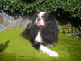 /album/fotogaleria-cavalier-king-charles-spaniel1/dscn1869-jpg/